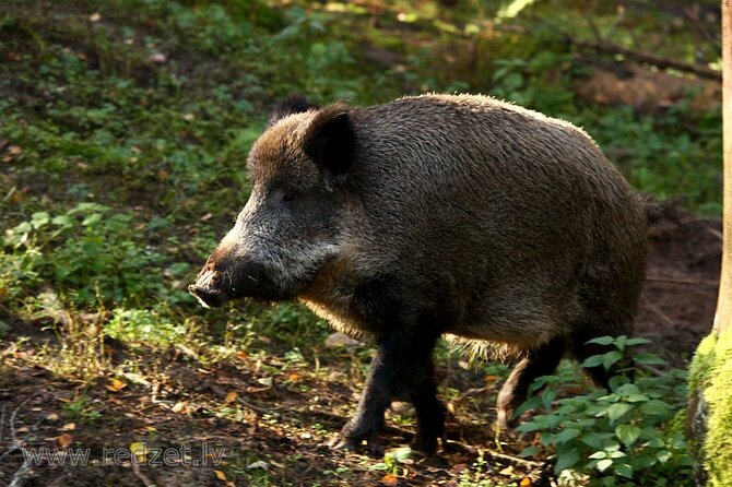 Day trip to Gauja National Park: animals, castles and a cave - Key things I’d highlight before you go