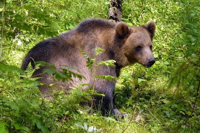 Day trip to Gauja National Park: animals, castles and a cave - Sigulda Castle Complex, medieval ruins plus a 19th century manor