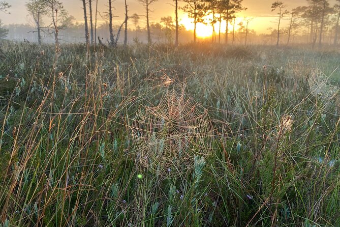 From Riga: Kemeri Bog Boardwalk and Jurmala Seaside - What to expect on the ground: walking, weather, and small practicals