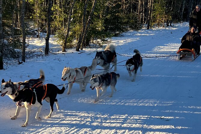 Husky dog sled/bike kart ride in Latvia ~ 3h group tour from Riga - Key things I’d plan for