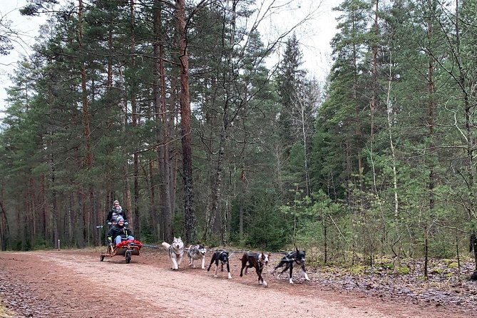 Husky dog sled/bike kart ride in Latvia ~ 3h group tour from Riga - Small group size: why a max of 8 people feels better