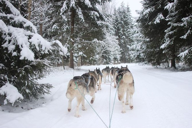Husky Dog Sledding Tour From Riga - Key things to know before you go