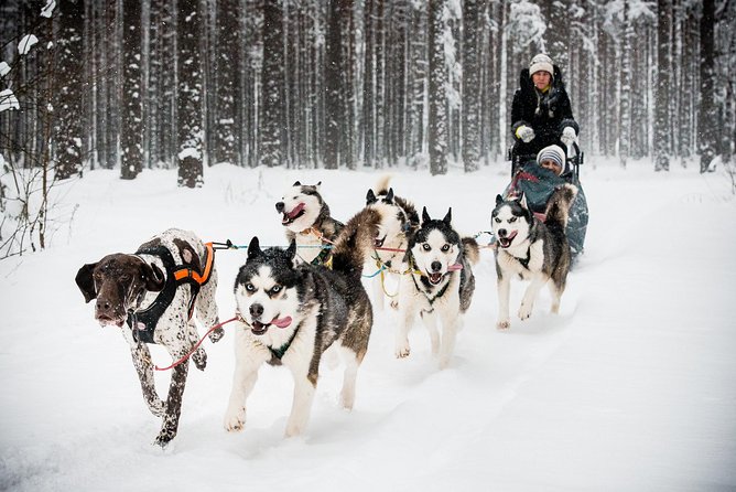 Husky Dog Sledding Tour From Riga - Why husky sledding makes sense as a Riga half-day