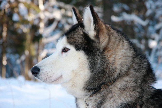 Husky Dog Sledding Tour From Riga - The 3 km track, plus the snow plan B with dog-cart