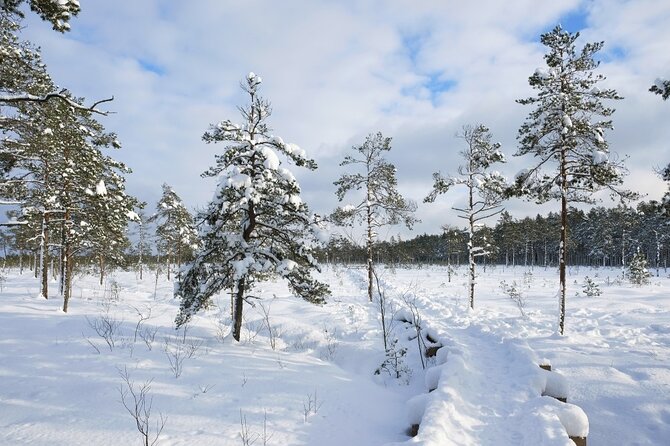 Husky Dog Sledding Tour From Riga - After the ride: snowy forest trails in Great Kangari or Blue Hill