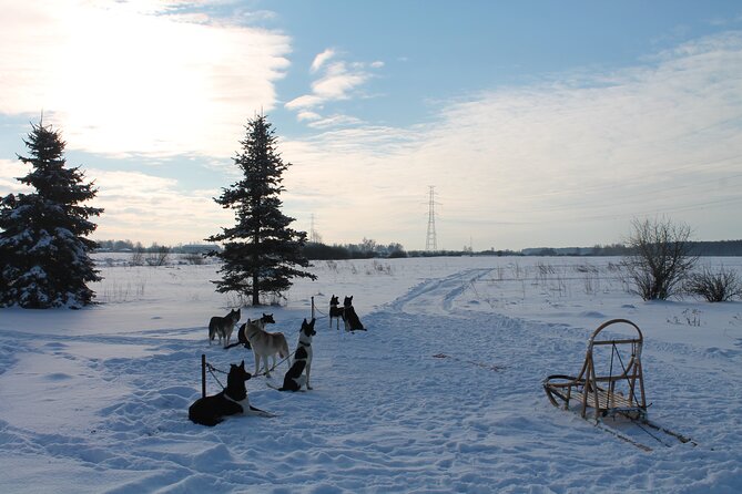 Husky Dog Sledding Tour From Riga - Warm drinks, snacks, and those Latvia flavors