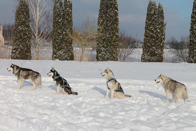 Husky Dog Sledding Tour From Riga - Who should book this husky tour from Riga