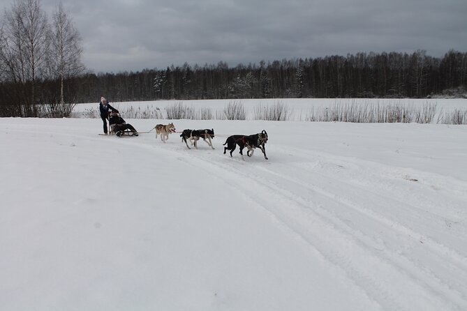 Husky Dog Sledding Tour From Riga - Should you book Husky Dog Sledding From Riga?