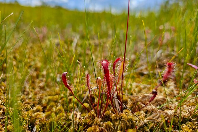 Ķemeri Great Bog Discovery With Optional Sunrise & Jūrmala Visit - Ķemeri Great Bog walk: the 5-kilometer boardwalk highlight