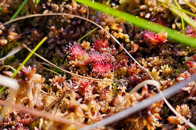 Ķemeri Great Bog Discovery With Optional Sunrise & Jūrmala Visit - Optional Jūrmala extension: white sand, wooden houses, and Gulf views