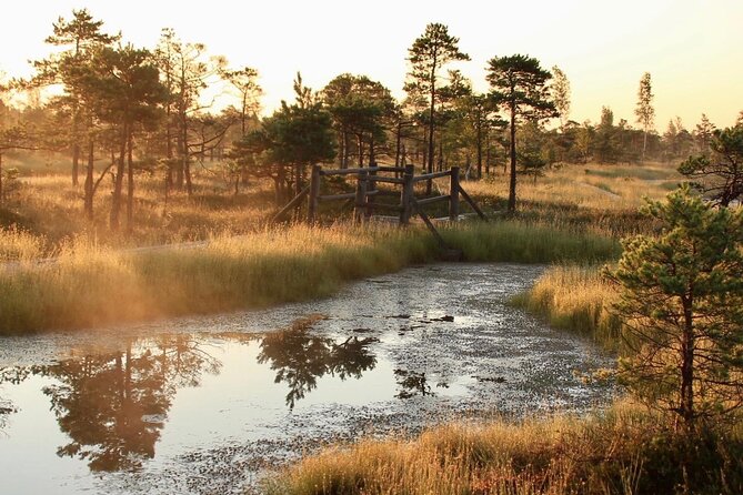 Sunrise at Kemeri National Park - Small Group - Kemeri Bog Boardwalk at Sunrise, From Riga in One Easy Trip