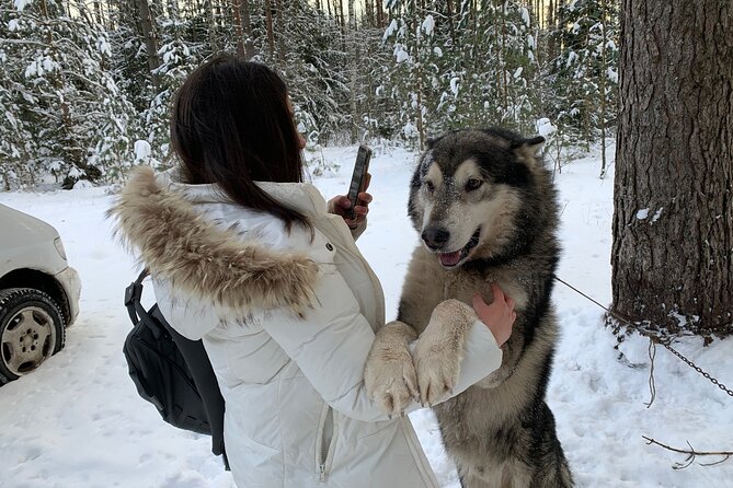 Ultimate Husky dog sledding experience in Latvia - Private tour from Riga - Your Ride: Steering, Swapping Roles, and Timing