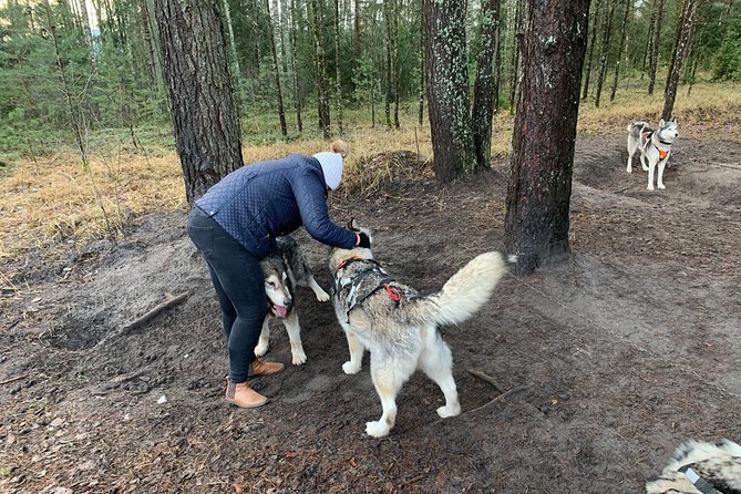 Ultimate Husky dog sledding experience in Latvia - Private tour from Riga - Warm-Up Breaks and the Fire Watch Tower View