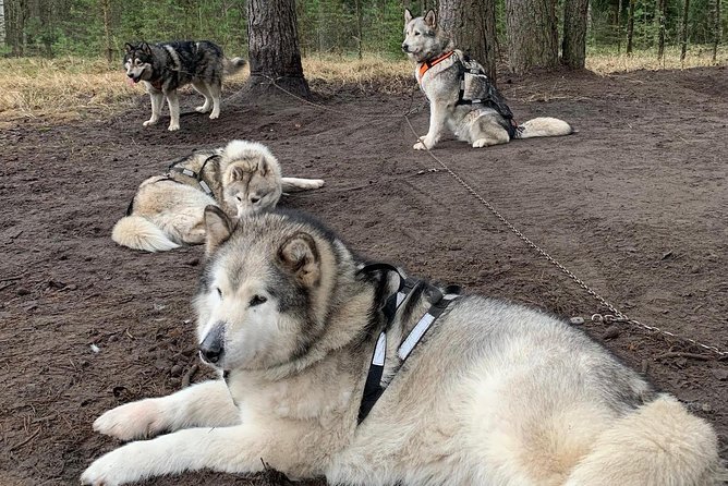 Ultimate Husky dog sledding experience in Latvia - Private tour from Riga - Price, Inclusions, and Optional Extras That Add Up