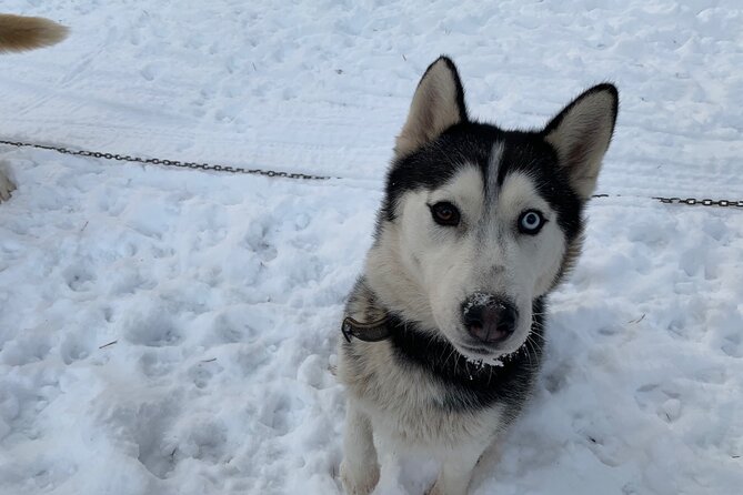 Ultimate Husky dog sledding experience in Latvia - Private tour from Riga - Who Should Choose This Huskies Tour (and Who Might Reconsider)